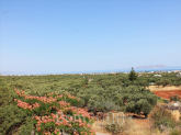 For sale:  land - Iraklion (crete) (4116-782) | Dom2000.com